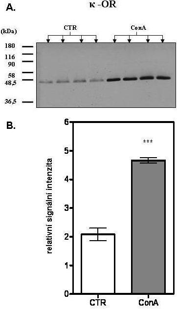Obr. 14. (A.) Imunoblot -opioidních receptorů na lymfocytech a (B.) grafické vyhodnocení výsledků experimentů. CTR - kontrolní vzorky; ConA - konkanavalinom A ovlivněné vzorky lymfocytů. 5.1.2 Stanovení aktinu, -arrestinu-1/2 a kaveolinu-1 v kontrolních (CTR) a konkanavalinem A (ConA) ovlivněných vzorcích PNS z lymfocytů potkaní sleziny Stanovení množství aktinu Na obrázku 15.