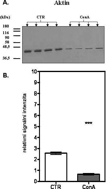 *** Obr. 15. (A.) Výsledek stanovení aktinu metodou Western blot. (B.) Kvantitativní vyhodnocení stanovení aktinu. Kontrolní vzorky CTR, konkanavalinem A stimulované vzorky ConA.