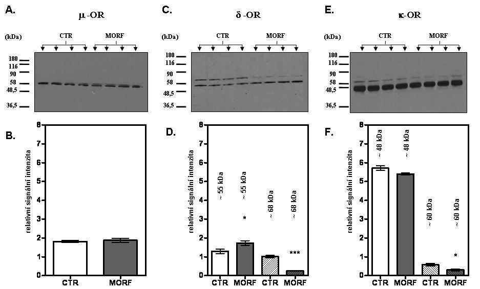 Obr. 21. Detekce -, -, a -opioidních receptorů v kůře předního mozku potkanů. CTR - kontrolní vzorky, MORF - vzorky z potkanů ovlivněných morfinem. Výsledky imunodetekce (A.