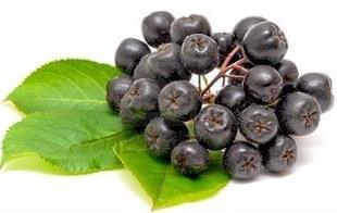 Aronia melanocarpa Aronia čiernoplodá Plody guľaté, väčšie, pevné a trpkejšie. Dorastá do výšky 2 m. Dozrieva v auguste. Pravidelne a bohato rodiaca drevina.