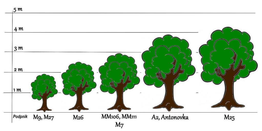 Podpníky jabloní Záhradníctvo ZÁHRADA-SK M-9 najpoužívanejší podpník pre jablone. Je to slabo vzrastný podpník. Priaznivo ovplyvňuje a urýchľuje rodivosť.