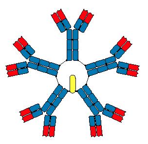 IgM Membránově vázaný monomer and sekretovaný pentamer.