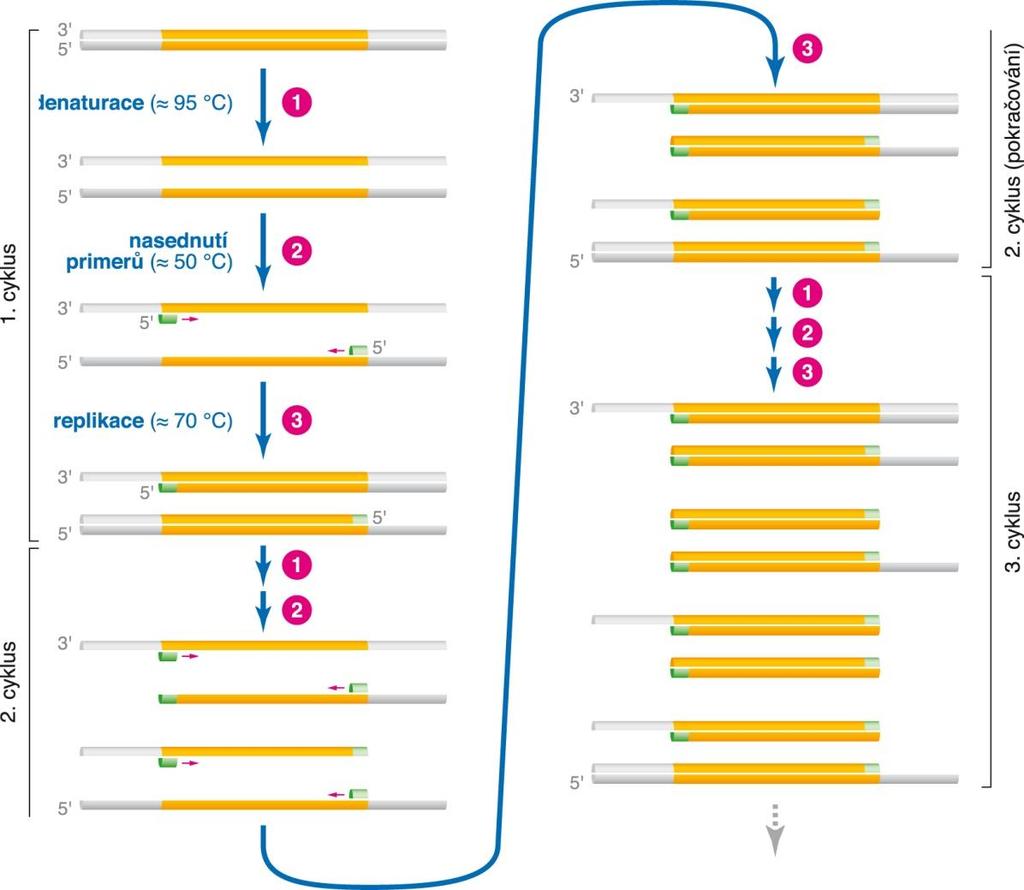 Schéma PCR 1. Denaturace, 2.