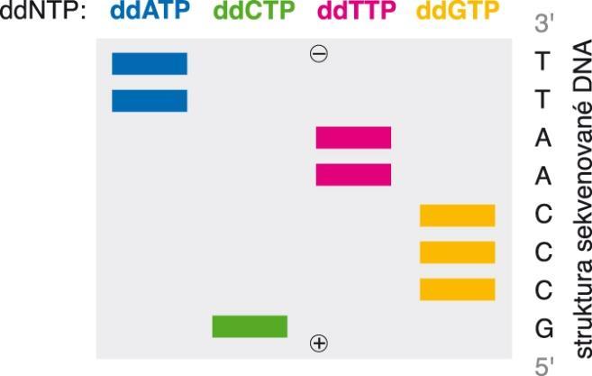 Sekvenování DNA Sangerova dideoxymetoda sekvenování krátkých úseků (asi 500 bazí) využívá vlastnosti speciálních nukleotidů - 2', 3' dideoxyribonukleotidtrifosfátů.