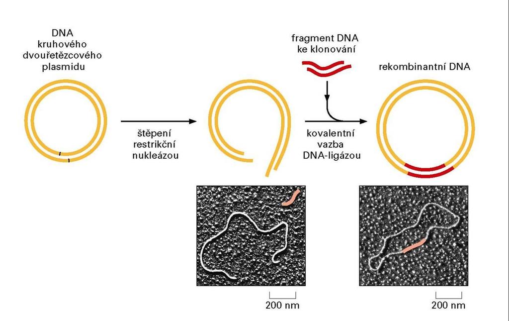 Exprese rekombinantních proteinů -proces, při kterém můžeme pomocí různých expresních