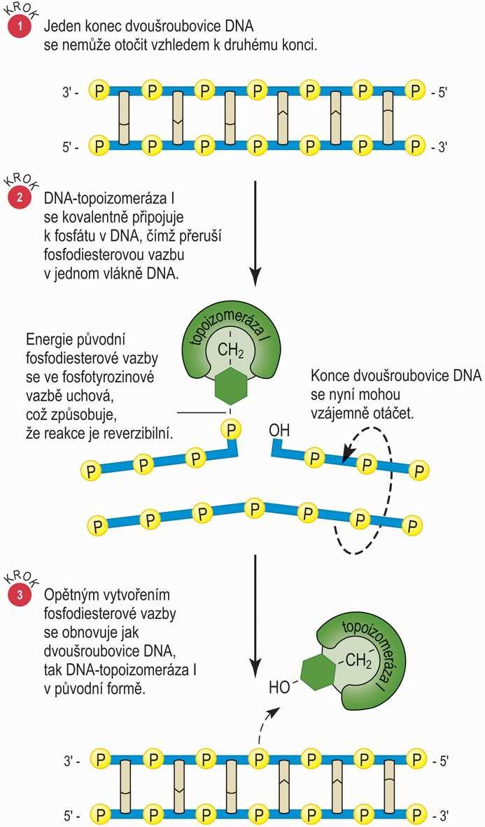 DNA-topoizomeráza I katalyzuje přechodné zářezy v jednom vlákně DNA: kovalentní připojení