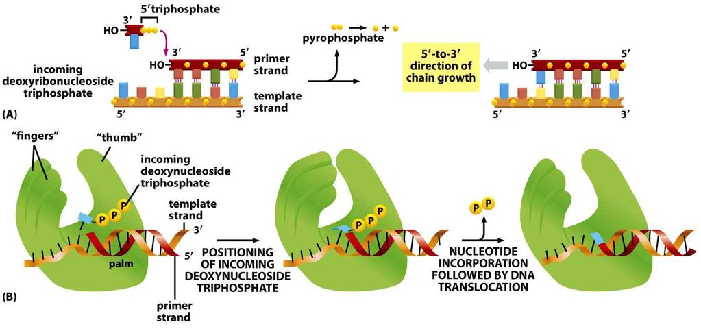 Replikace = kopírování DNA polymerace nově tvořeného řetězce probíhá jen