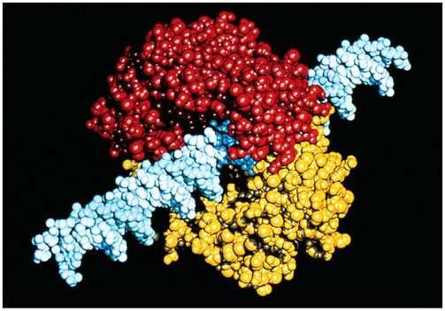 DNA-polymeráza III je pravou replikázou DNA u E.