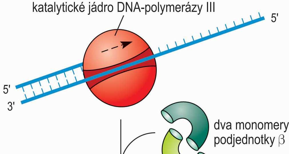 enzymovou aktivitou in vitro obsahuje podjednotky