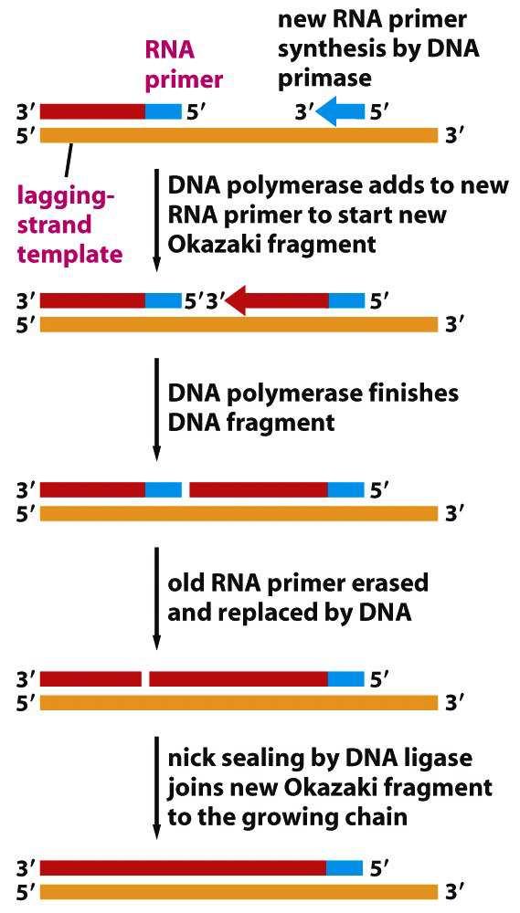 Spojení Okazakiho fragmentů DNA-polymeráza prodlužuje RNA-primer a tvoří nové vlákno DNA syntéza Okazakiho fragmentu na opožďujícím se řetězci DNA skončí, jakmile DNA-polymeráza narazí na RNAprimer
