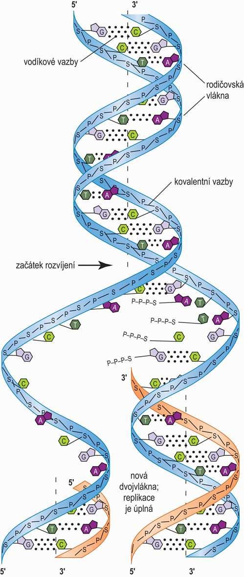 Replikace DNA je semikonzervativní obě vlákna slouží jako