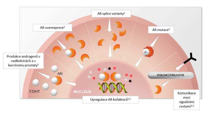 Molekulární mechanismy zodpovědné za pokračující signalizaci AR u mcrpc Amplifikace AR genu a overexprese AR Mutace genu AR AR splice varianty (alternativní struktura AR) Upregulace koaktivátorů