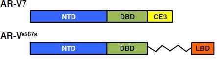 Splice varianty AR AR normální stav Některé AR postrádají doménu pro vazbu ligandu a mohou být proto konstitutivně aktivní Příkladem může být AR-V7 splice varianta, která je zodpovědná za růst nádoru