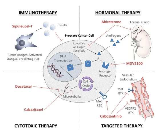 Široké možnosti léčby mcrpc Galsky MD