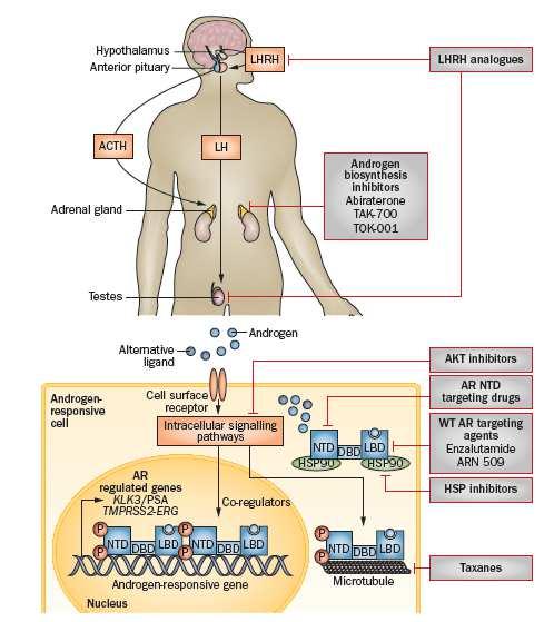 Možnosti ovlivnění signalizace AR Inhibice androgenní biosyntézy (abirateron) Cílená inhibice signalizace
