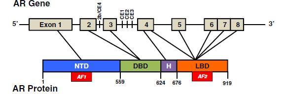 Androgenní receptor (AR) je 110 kda molekula z rodiny nukleárních steroidních receptorů Má několik funkčních domén: N-terminální doména (NTD) zodpovědná za aktivaci transkripce nezávisle na ligandu