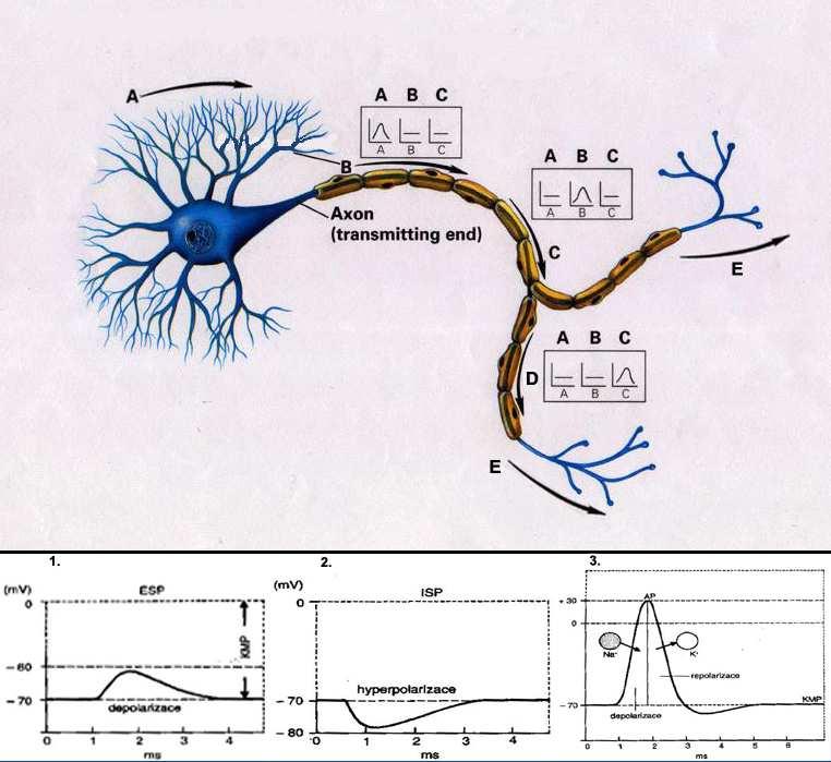 5. věda a čas 81 Obr. číslo 5: Synaptický a akční potenciál šířící se po axonu Nervové signály šířící se po neuronu jsou dvojího druhu: chemické a elektrické.