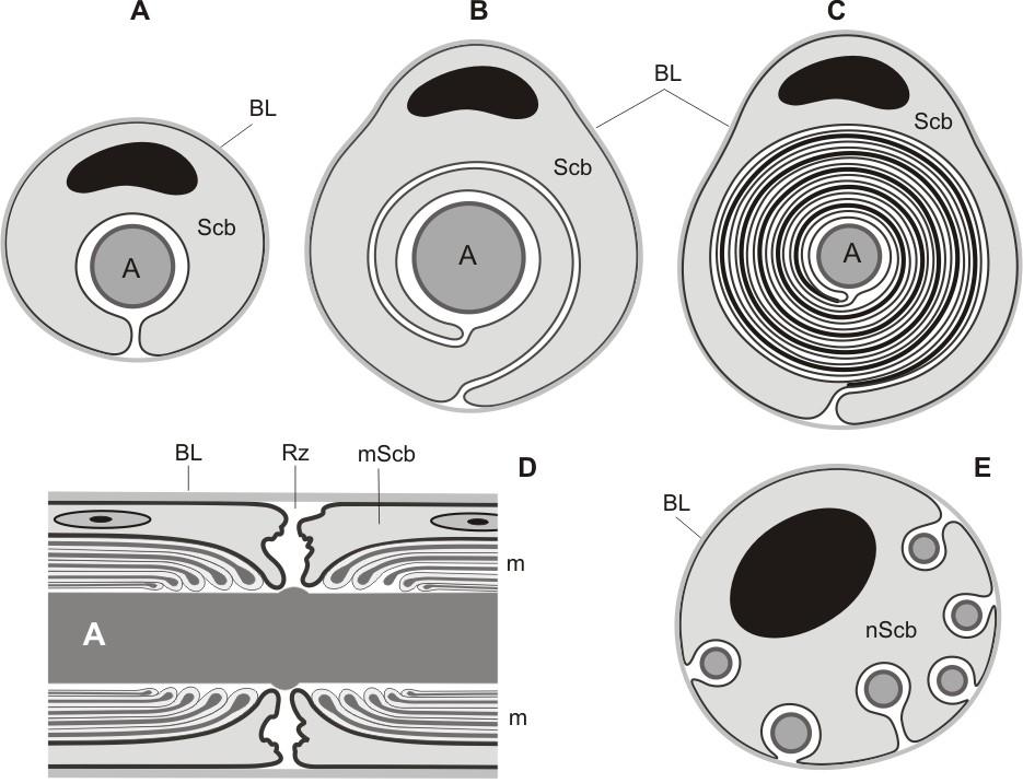 11-12%) a specifické proteiny (P o pouze v PNS, MBP /myelin basic protein/, MAG /myelinassociated glycoprotein/ jsou v obou typech myelinu). Myelin v PNS je tvořen Schwannovou buňkou (obr. 5A-D).