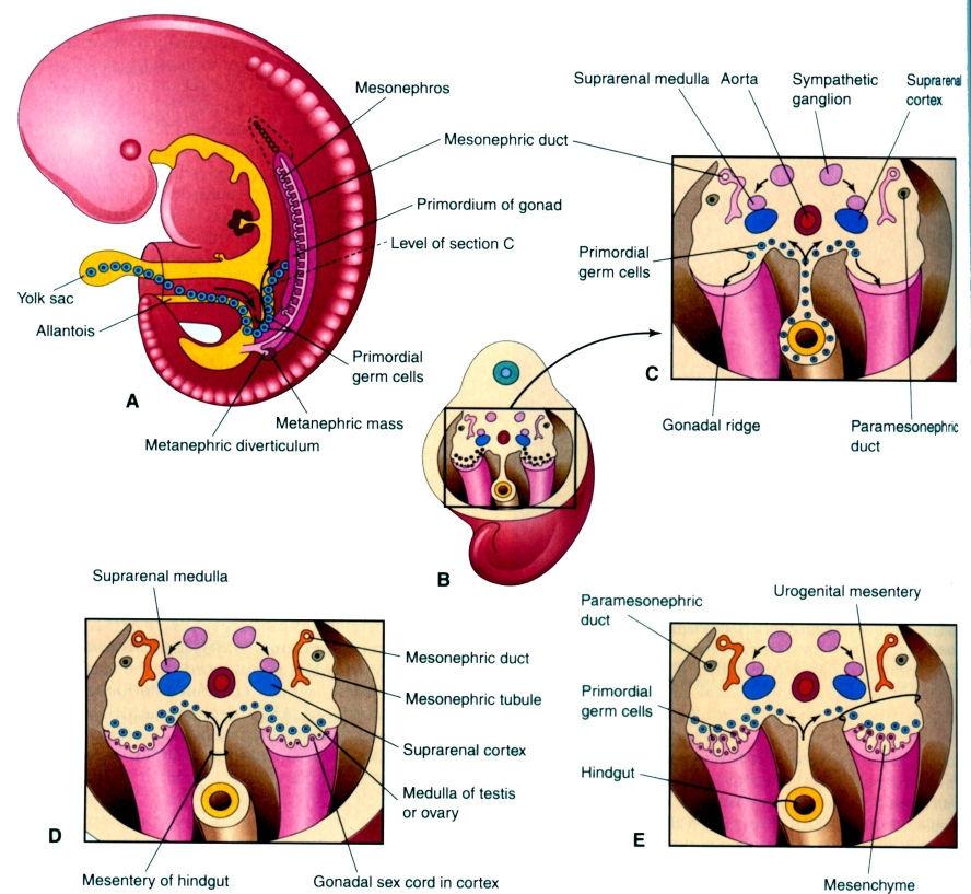 x40 Gonády Embryo metanefros dřeň