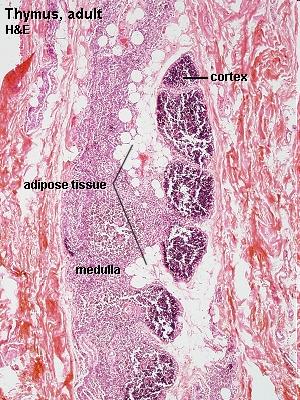 t Thymus Vývoj Involuce Kapsula Kůra