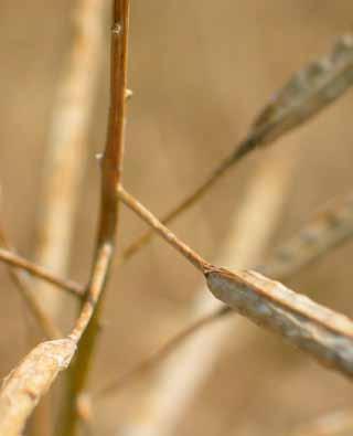 STREDNE SKORÁ LÍNIOVÁ ODRODA do všetkých pestovateľských podmienok VEĽMI VYSOKÁ ÚRODA V ZÁKLADNEJ AGROTECHNIKE Arabella ROZPRÁVKOVÁ LÍNIA Stredne skorý Líniová odroda 650-750 tis.