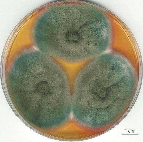 rubrisclerotium