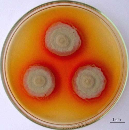 Penicillium