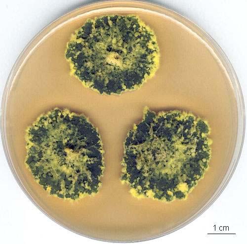 Penicillium