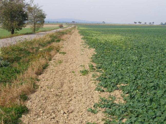 Ochrana proti slimákům a plžům Slimákovití (Limacidae), slimáčkovití (Agrolimacidae), plzákovití (Arionidae) Popis škůdce: škodlivé druhy plžů patří do čeledí, u kterých je silně redukována ulita.