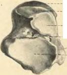 Facies articul. calc. posterior. Obr. 175.