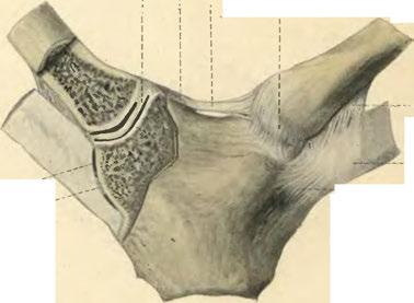 Lig. interarticulare ^ Lig. costo-stero.