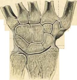 collaterale radialc. _ Lig. intercarpeum. Articul.