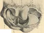 + V. \ Carpale II. Carpale L Ulnare.