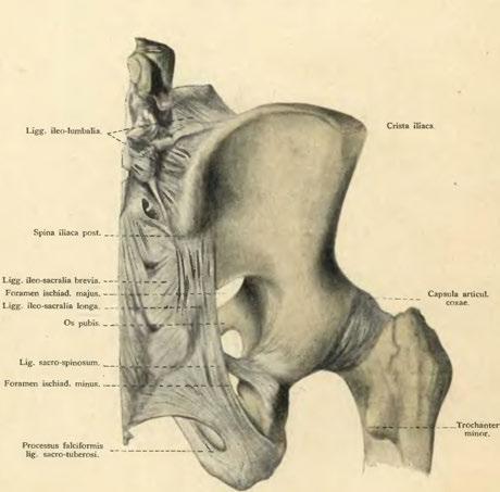 sacro-tuberosi. Trochanter minor. Tuber íschiadícum.