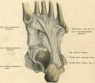 dig. V. Sulcus musc. flexoris digitorumlongi. Tuber calcaneí. Obr. 197.