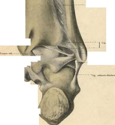 i n ť Sulcus tendinum mm. peronaeorum. Lig.