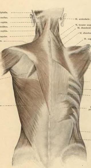 intercosfales. Fascia Iumbodorsalis. M. latissimus dorsi. ------------- M. seiratus post. inferior. M. obliquus abdominis ext.