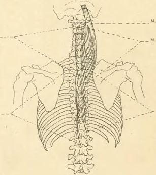 M. spinalis _ dorsi. M. semispin dorsi. Obr.