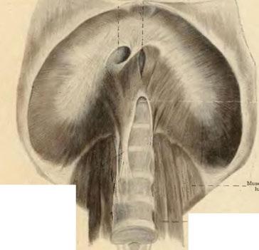 quadratus lumborum.