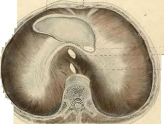 - Hfatus aortícui. Obr. 217.