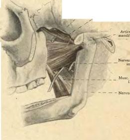 - - Nervus lingualis. Obr. 221.