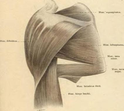 159 Clavicula. ( Obr.