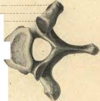 Processus articularis Fovea costalis sup.