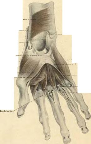 abductor pollicis brevis. Musc. opponens pollicis.----- Musc. adductor pollicis, c. superf.