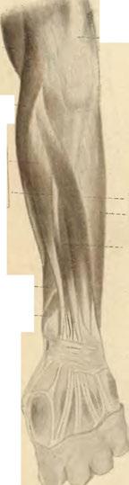 abductor pollicis longus. - Musc.