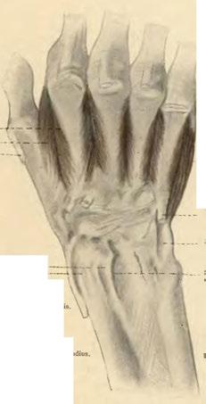 carpi radialium. Sulcus pro tendinibus extensoris digit. com Tendo musc.