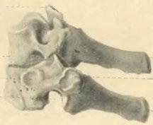 costalis Incisura vert. inf. Troc. spinosus. Obr.