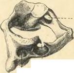 I I I Sulcus arteriae vertebralís Foramen transversarium.