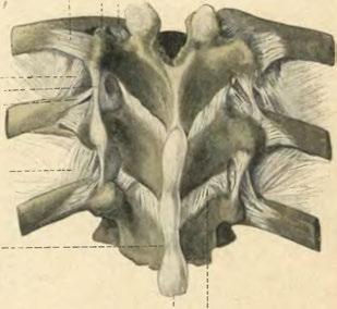 inter- et supraspinale. Spina vertebrae. Lig.