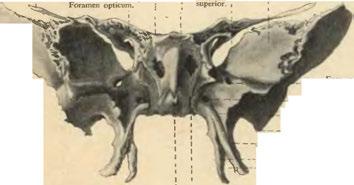 - - Spina angularis.